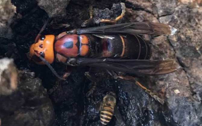 虎頭蜂是不是馬蜂(虎頭蜂與馬蜂的區別) 虎頭蜂是不是馬蜂(虎頭蜂與馬蜂的區別)