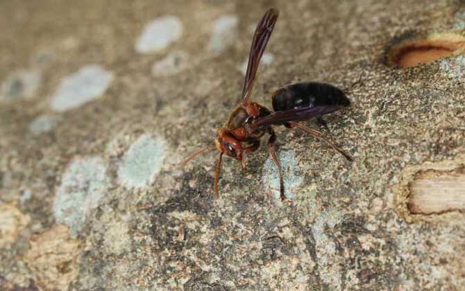 虎頭蜂是不是馬蜂(虎頭蜂與馬蜂的區別) 虎頭蜂是不是馬蜂(虎頭蜂與馬蜂的區別)