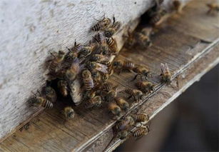 養蜜蜂好不好吉不吉利（蜜蜂在風水學上的說法是什么）