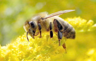 阿壩中蜂一般有幾框蜂(中蜂箱正常能放幾框) 阿壩中蜂一般有幾框蜂(中蜂箱正常能放幾框)