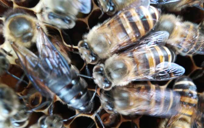 中蜂阿壩王有幾種顏色(阿壩中蜂蜂王是什么顏色的) 中蜂阿壩王有幾種顏色(阿壩中蜂蜂王是什么顏色的)