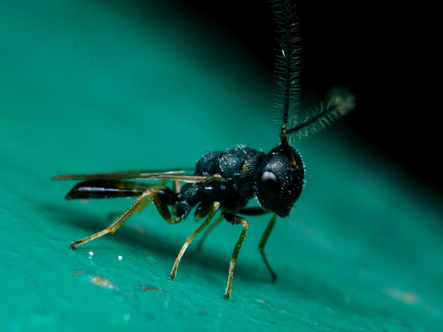 體長0.5厘米的蜜蜂是哪種蜂(有一種很小的蜜蜂叫什么蜂) 體長0.5厘米的蜜蜂是哪種蜂(有一種很小的蜜蜂叫什么蜂)