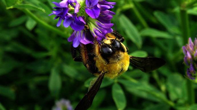 【蜜蜂知識(shí)】蜜蜂的養(yǎng)殖技術(shù)有哪些? 蜜蜂的養(yǎng)殖技術(shù)有哪些?