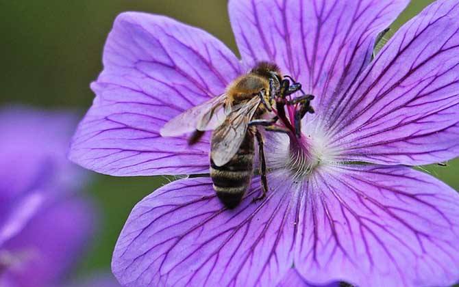 【蜜蜂知識(shí)】蜜蜂的養(yǎng)殖技術(shù)有哪些? 蜜蜂的養(yǎng)殖技術(shù)有哪些?
