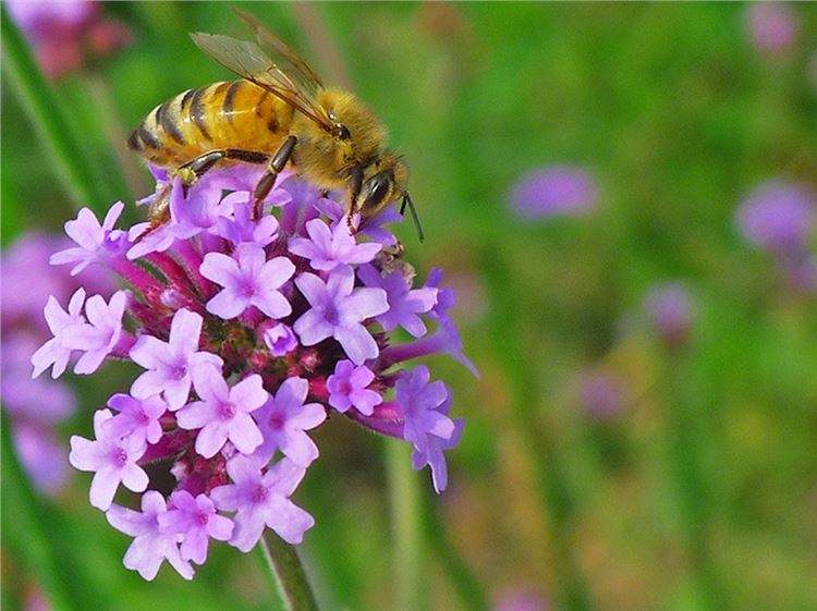 【蜜蜂養殖】驅趕蜜蜂的最佳方法 驅趕蜜蜂的最佳方法