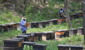 夢到養蜜蜂和養蜂場是什么意思(夢見養蜜蜂) 夢到養蜜蜂和養蜂場是什么意思(夢見養蜜蜂)