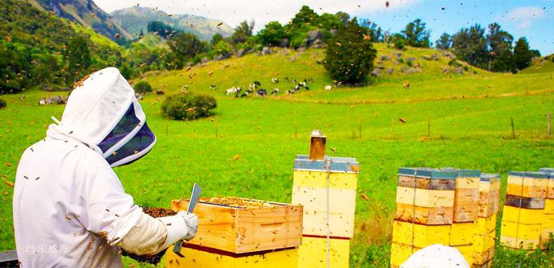 中蜂養蜂場怎樣預防蠟蛾(看看老外如何防治蠟螟) 中蜂養蜂場怎樣預防蠟蛾(看看老外如何防治蠟螟)