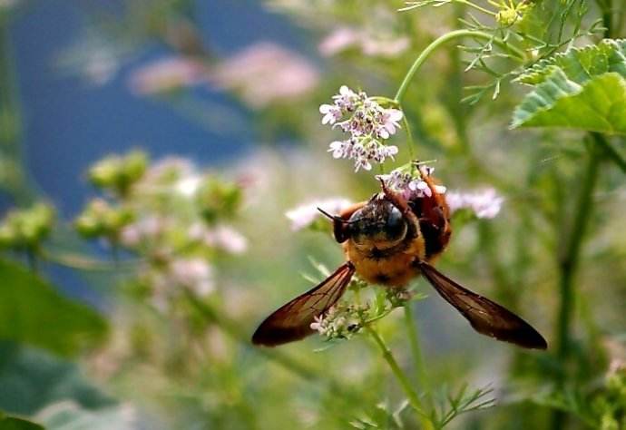 【蜜蜂知識(shí)】2019年蜜蜂多少錢一箱 2019年蜜蜂多少錢一箱