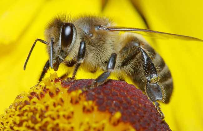 【蜜蜂知識(shí)】2019年蜜蜂多少錢一箱 2019年蜜蜂多少錢一箱