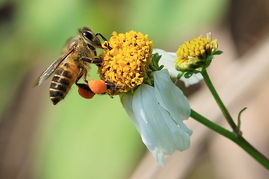 養(yǎng)殖蜜蜂怎么防鳥(小鳥正在吃蜜蜂如何處理) 養(yǎng)殖蜜蜂怎么防鳥(小鳥正在吃蜜蜂如何處理)
