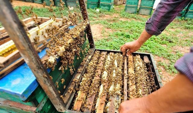 蜜蜂多少錢一箱 蜜蜂多少錢一箱