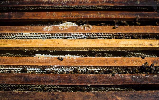 蜜蜂養殖新技術及注意事項(蜜蜂養殖實用技術介紹) 蜜蜂養殖新技術及注意事項(蜜蜂養殖實用技術介紹)