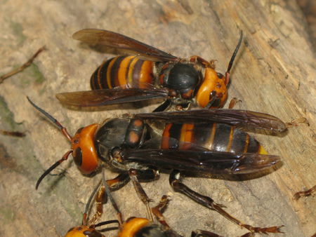 中國大虎頭蜂和夜蜂誰更強(qiáng)(虎頭蜂和夜蜂誰的毒性更強(qiáng)) 中國大虎頭蜂和夜蜂誰更強(qiáng)(虎頭蜂和夜蜂誰的毒性更強(qiáng))