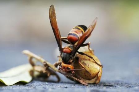 中國大虎頭蜂和夜蜂誰更強(qiáng)(虎頭蜂和夜蜂誰的毒性更強(qiáng)) 中國大虎頭蜂和夜蜂誰更強(qiáng)(虎頭蜂和夜蜂誰的毒性更強(qiáng))