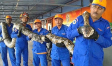 世界上最大的蛇有多大(世界上最大的蛇有多重) 10米巨蟒真的存在?世界上最大的蟒蛇多長?溫度上升出現新品種