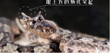 世界上最大的蛇有多大(世界上最大的蛇有多重) 10米巨蟒真的存在?世界上最大的蟒蛇多長?溫度上升出現新品種