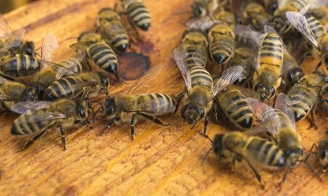 蜜蜂中的蜂王和工蜂分別是什么蜂(蜂王和工蜂是雌蜂還是雄蜂) 蜜蜂中的蜂王和工蜂分別是什么蜂(蜂王和工蜂是雌蜂還是雄蜂)