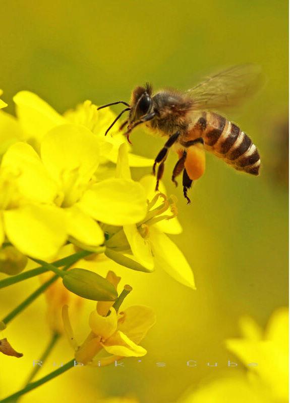 為什阿壩中蜂能用意蜂巢脾產卵(意蜂蜂巢能用來產中蜂巢蜜嗎) 為什阿壩中蜂能用意蜂巢脾產卵(意蜂蜂巢能用來產中蜂巢蜜嗎)