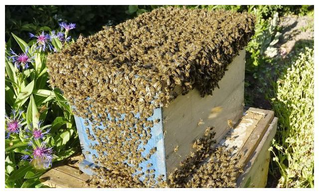 誘蜂水怎樣使用 誘蜂水怎樣使用