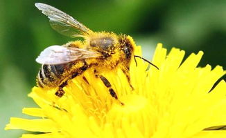 阿壩中蜂的習性( 阿壩王的生物習性) 阿壩中蜂的習性( 阿壩王的生物習性)