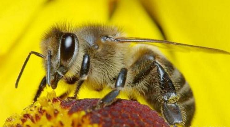 養蜂怎么管理（蜜蜂的養殖與管理要點）