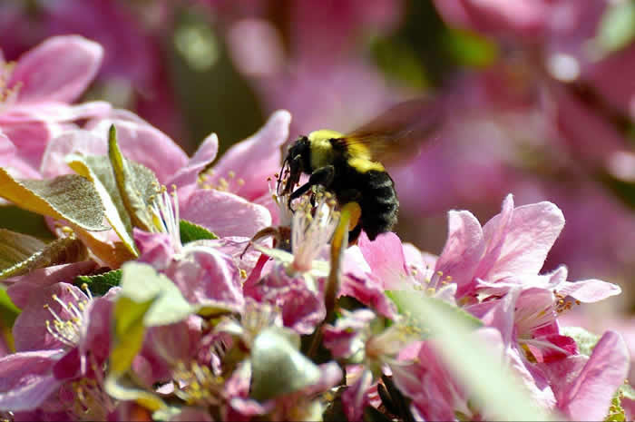 【蜜蜂知識】雄蜂卵和工蜂卵的區別? 雄蜂卵和工蜂卵的區別?