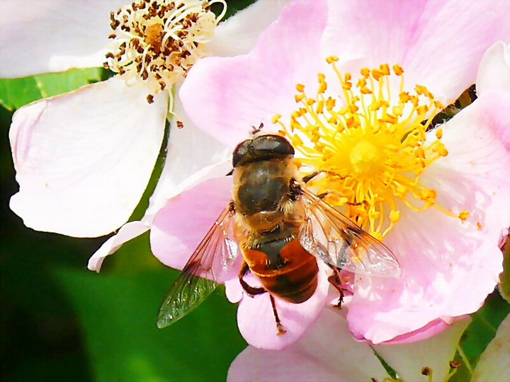 【蜜蜂知識】蜜蜂為什么正在逐漸消失? 【蜜蜂知識】蜜蜂為什么正在逐漸消失?