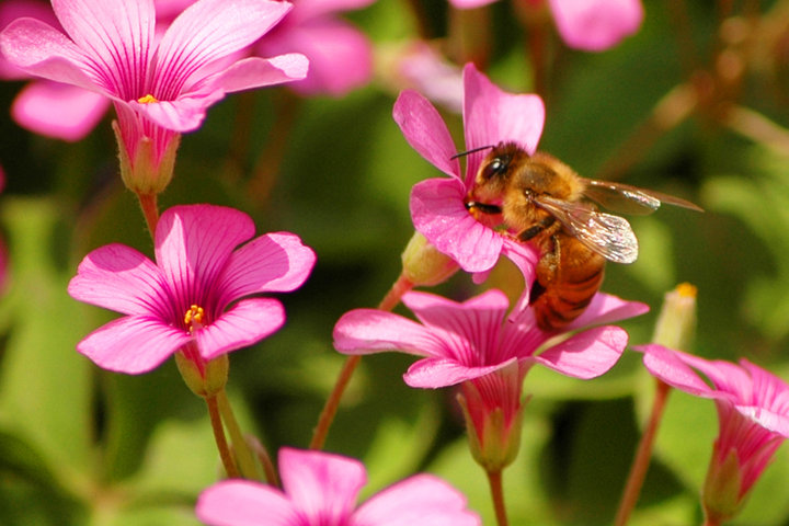 【蜜蜂知識】蜜蜂為什么正在逐漸消失? 【蜜蜂知識】蜜蜂為什么正在逐漸消失?
