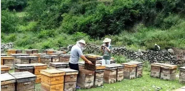 如何箱外觀察蜜蜂(箱外觀察蜜蜂會跑嗎) 如何箱外觀察蜜蜂(箱外觀察蜜蜂會跑嗎)