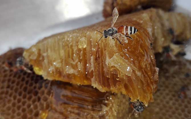 天然野生蜂蜜需要標注保質期嗎(天然蜂蜜有保質期嗎) 天然野生蜂蜜需要標注保質期嗎(天然蜂蜜有保質期嗎)