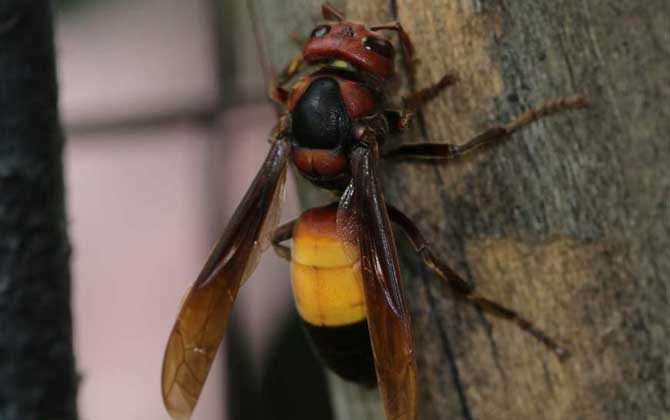 被人頭蜂蟄了會怎么樣(人頭蜂蟄了有什么危害) 被人頭蜂蟄了會怎么樣(人頭蜂蟄了有什么危害)