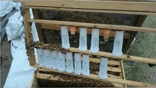 雄蜂試飛八天多了怎么沒(méi)有分蜂(雄蜂試飛后多久分蜂) 雄蜂試飛八天多了怎么沒(méi)有分蜂(雄蜂試飛后多久分蜂)