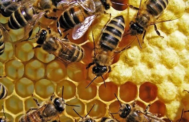 雄蜂試飛八天多了怎么沒(méi)有分蜂(雄蜂試飛后多久分蜂) 雄蜂試飛八天多了怎么沒(méi)有分蜂(雄蜂試飛后多久分蜂)