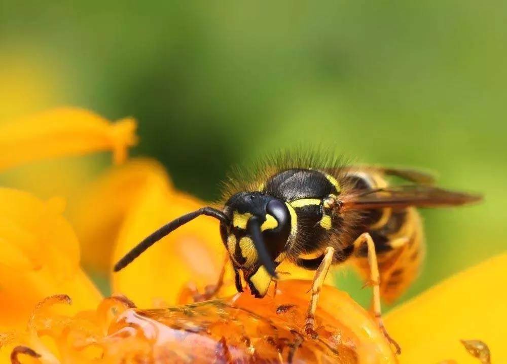 種蜂場(chǎng)場(chǎng)長(zhǎng)職責(zé)有哪些(養(yǎng)殖場(chǎng)場(chǎng)長(zhǎng)崗位職責(zé)) 種蜂場(chǎng)場(chǎng)長(zhǎng)職責(zé)有哪些(養(yǎng)殖場(chǎng)場(chǎng)長(zhǎng)崗位職責(zé))