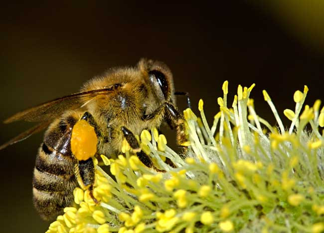 種蜂場(chǎng)場(chǎng)長(zhǎng)職責(zé)有哪些(養(yǎng)殖場(chǎng)場(chǎng)長(zhǎng)崗位職責(zé)) 種蜂場(chǎng)場(chǎng)長(zhǎng)職責(zé)有哪些(養(yǎng)殖場(chǎng)場(chǎng)長(zhǎng)崗位職責(zé))