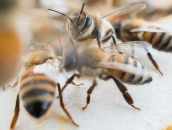 安蜂蜂王優缺點 安蜂蜂王優缺點