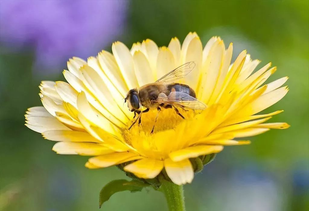 蜜蜂吃白糖會產蜂蜜嗎(用白糖喂的蜜蜂產出的蜂蜜好嗎) 蜜蜂吃白糖會產蜂蜜嗎(用白糖喂的蜜蜂產出的蜂蜜好嗎)