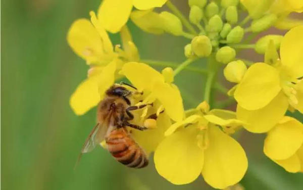 蜜蜂吃白糖會產蜂蜜嗎(用白糖喂的蜜蜂產出的蜂蜜好嗎) 蜜蜂吃白糖會產蜂蜜嗎(用白糖喂的蜜蜂產出的蜂蜜好嗎)
