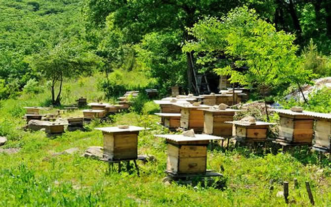 農村養蜂補貼 農村養蜂補貼