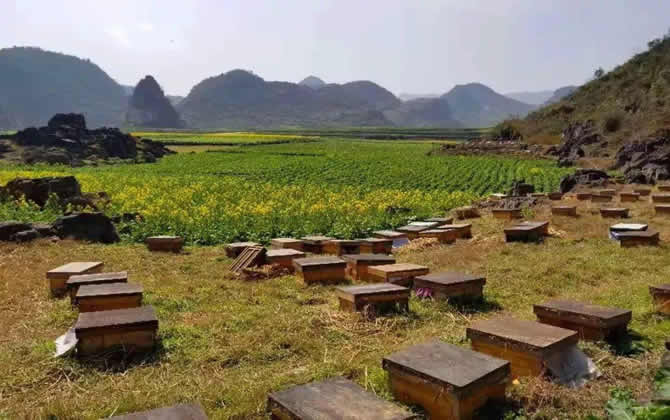 農村養蜂補貼 農村養蜂補貼