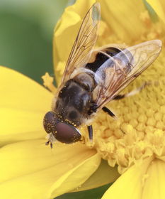 蜂王是怎樣被蜜蜂們選中為王的(蜂王是怎么選出來的) 蜂王是怎樣被蜜蜂們選中為王的(蜂王是怎么選出來的)
