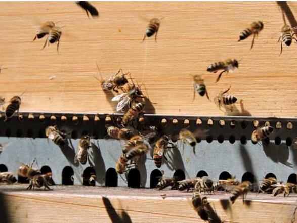 蜜蜂養殖的十大忌諱(蜜蜂養殖需要注意什么) 蜜蜂養殖的十大忌諱(蜜蜂養殖需要注意什么)