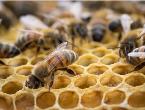 蜜蜂養殖的十大忌諱(蜜蜂養殖需要注意什么) 蜜蜂養殖的十大忌諱(蜜蜂養殖需要注意什么)