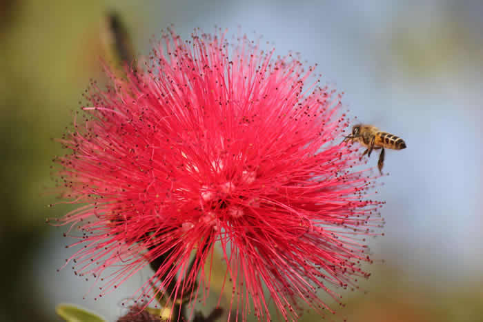 【蜜蜂知識(shí)】中蜂什么時(shí)候開(kāi)始春繁? 中蜂什么時(shí)候開(kāi)始春繁?