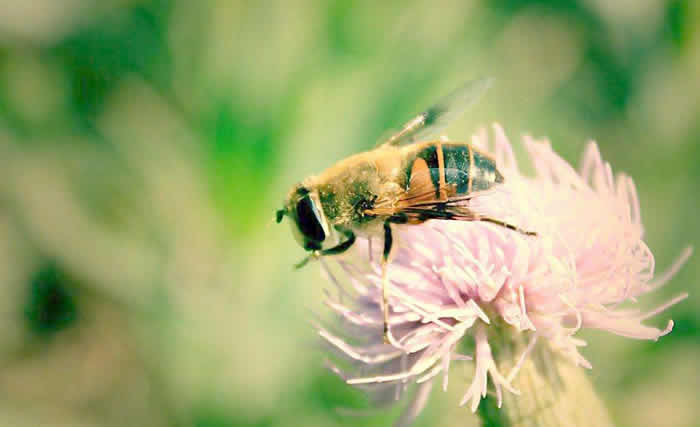 【蜜蜂知識(shí)】中蜂什么時(shí)候開(kāi)始春繁? 中蜂什么時(shí)候開(kāi)始春繁?