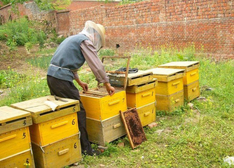 養蜂合作社怎么辦理流程(養蜂辦理注冊合作社需要的材料) 養蜂合作社怎么辦理流程(養蜂辦理注冊合作社需要的材料)