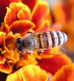 松丹一號(hào)一代雜交蜂王留種用如何(淺談蜂王在蜜蜂疾病防治中作用) 松丹一號(hào)一代雜交蜂王留種用如何(淺談蜂王在蜜蜂疾病防治中作用)