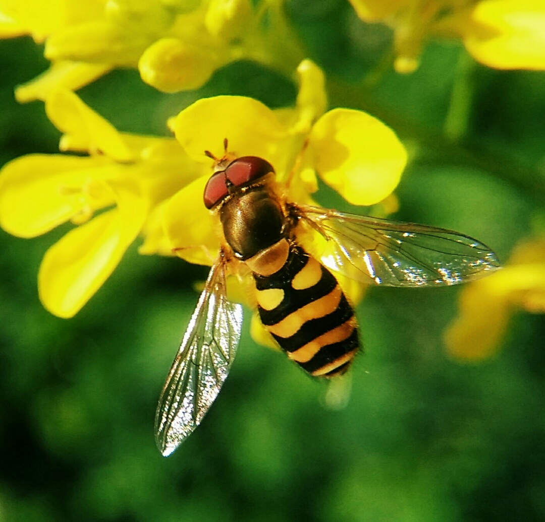 松丹一號(hào)一代雜交蜂王留種用如何(淺談蜂王在蜜蜂疾病防治中作用) 松丹一號(hào)一代雜交蜂王留種用如何(淺談蜂王在蜜蜂疾病防治中作用)