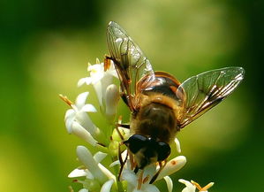 松丹一號蜂王在海南適應嗎(松丹一號飼養管理) 松丹一號蜂王在海南適應嗎(松丹一號飼養管理)