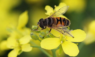 松丹一號蜂王在海南適應嗎(松丹一號飼養管理) 松丹一號蜂王在海南適應嗎(松丹一號飼養管理)